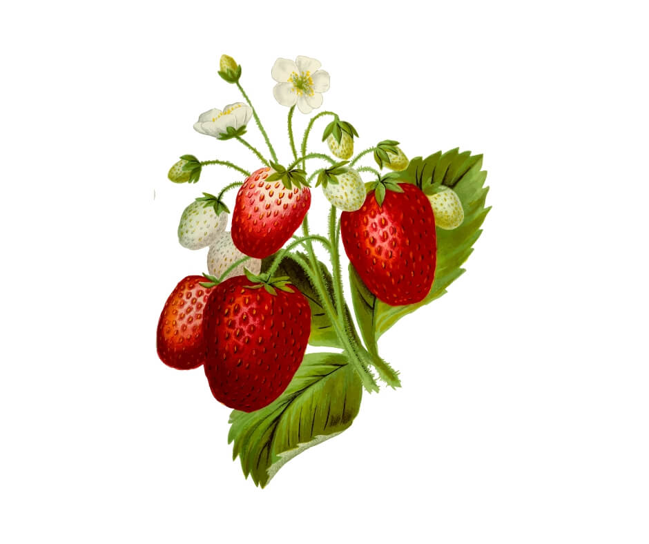 drawing of strawberry plant. strawberries and breast cancer link depends on variety